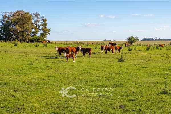 105 hectáreas. Ganadero Forestal en Rocha Uruguay